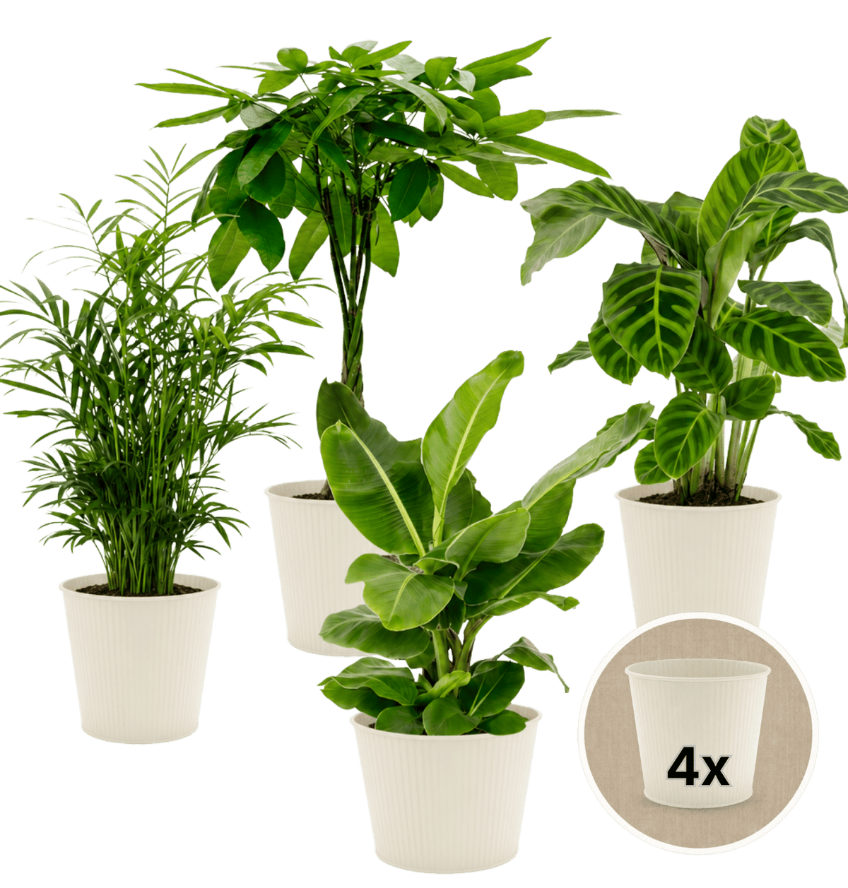 “Tierfreund” Pflanzen-Set + 4x Cremefarbener Zinktopf | 4er-Set | ca. 30-60 cm | Ø 12-15 cm Topf - Blume Ideal