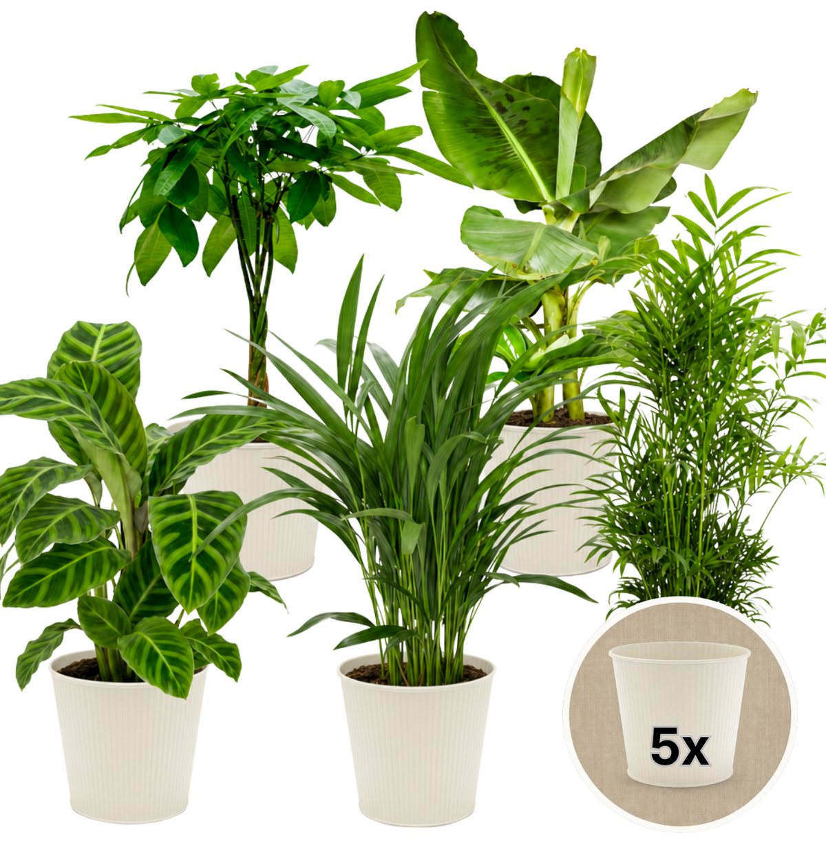 “Tierfreund” Pflanzen-Set + 5x Cremefarbener Zinktopf | 5er-Set | ca. 30-60 cm | Ø 12-15 cm Topf - Blume Ideal