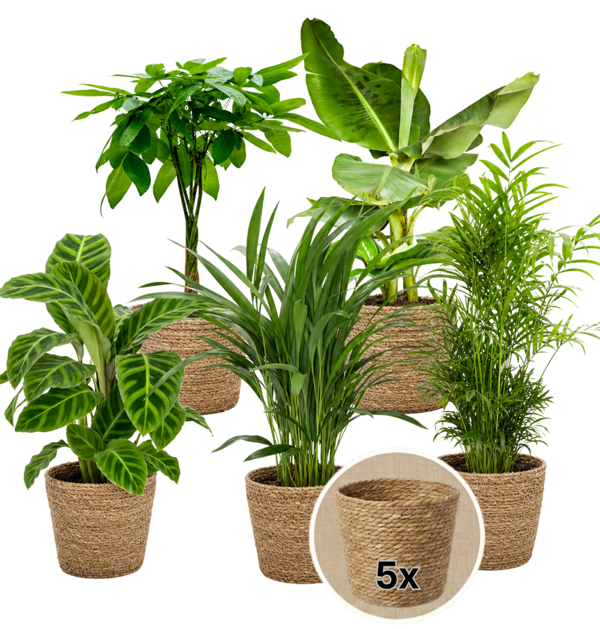 “Tierfreund” Pflanzen-Set + 5x Seegraskorb | 5er-Set | ca. 30-60 cm | Ø 12-15 cm Topf - Blume Ideal