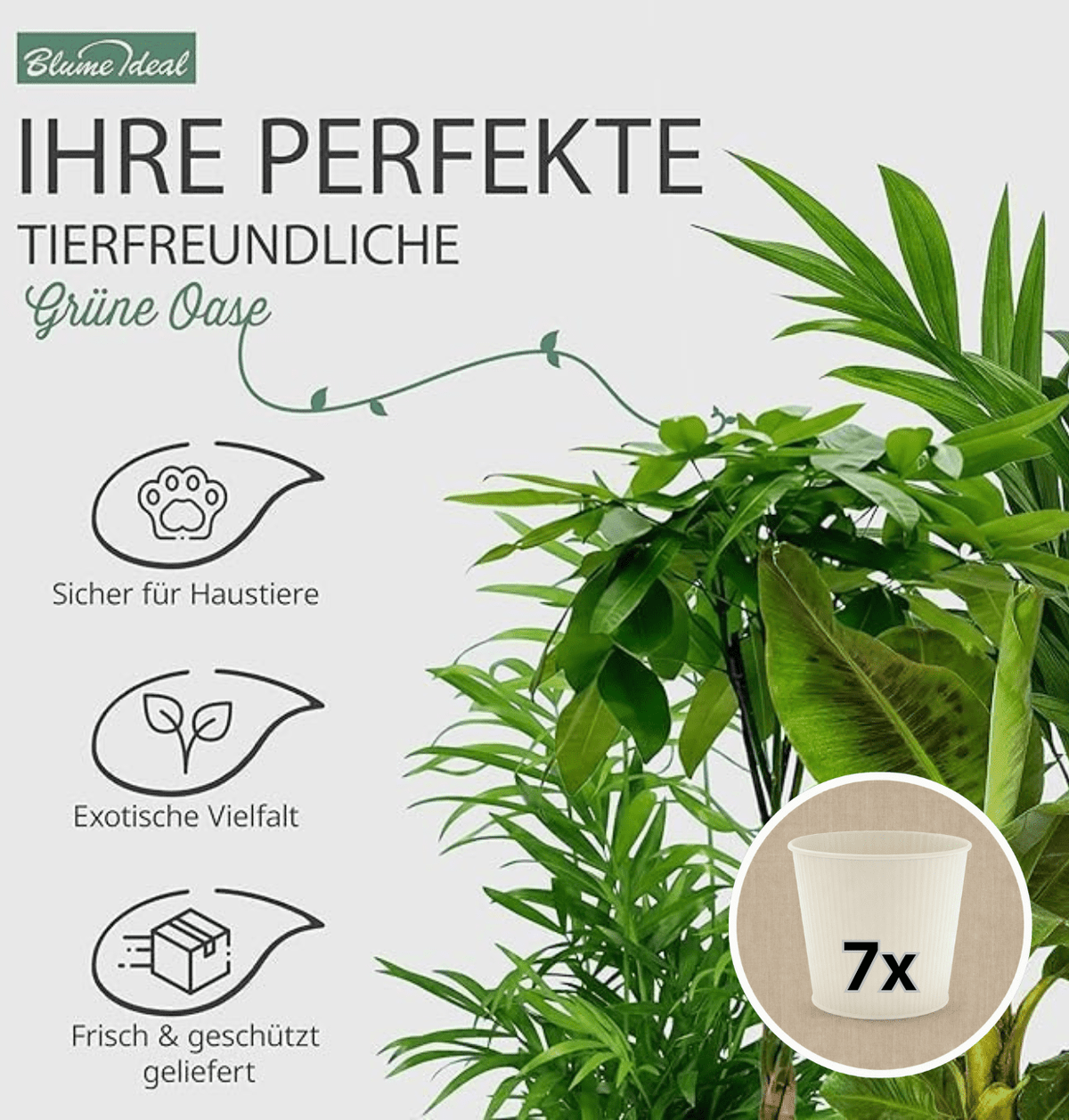 “Tierfreund” Pflanzen-Set + 7x Cremefarbener Zinktopf | 7er-Set | ca. 30-60 cm | Ø 12-15 cm Topf - Blume Ideal