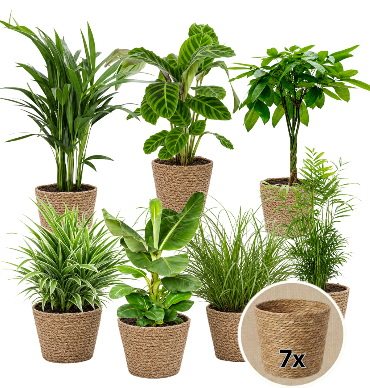 “Tierfreund” Pflanzen-Set + 7x Seegraskorb | 7er-Set | ca. 30-60 cm | Ø 12-15 cm Topf - Blume Ideal