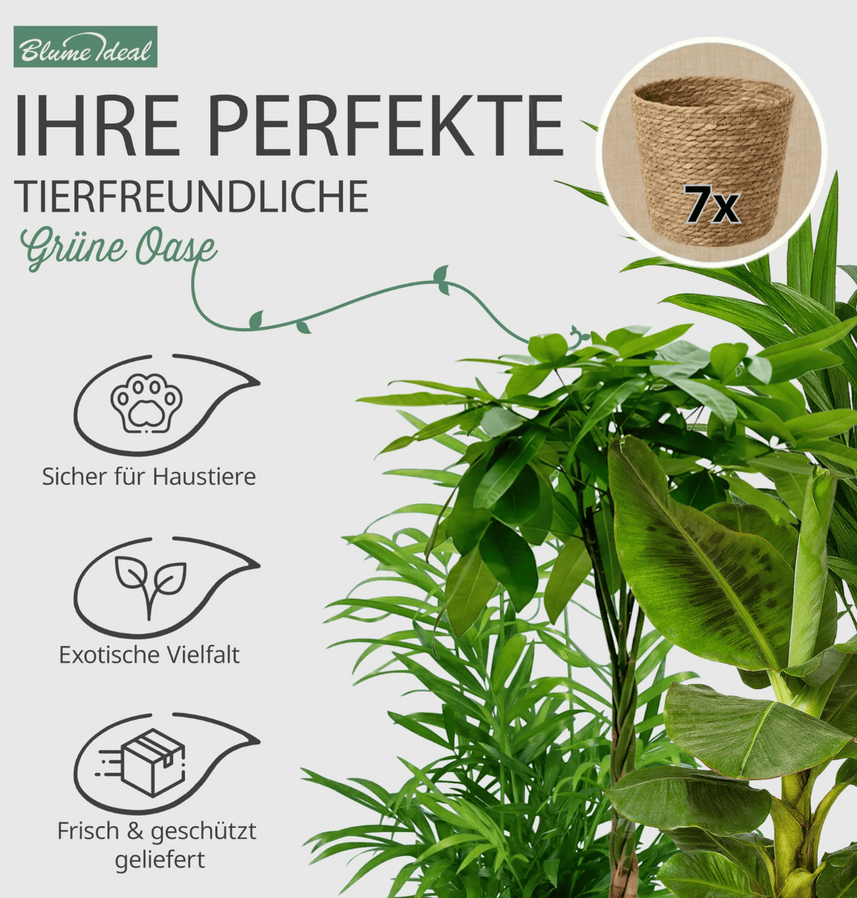 “Tierfreund” Pflanzen-Set + 7x Seegraskorb | 7er-Set | ca. 30-60 cm | Ø 12-15 cm Topf - Blume Ideal