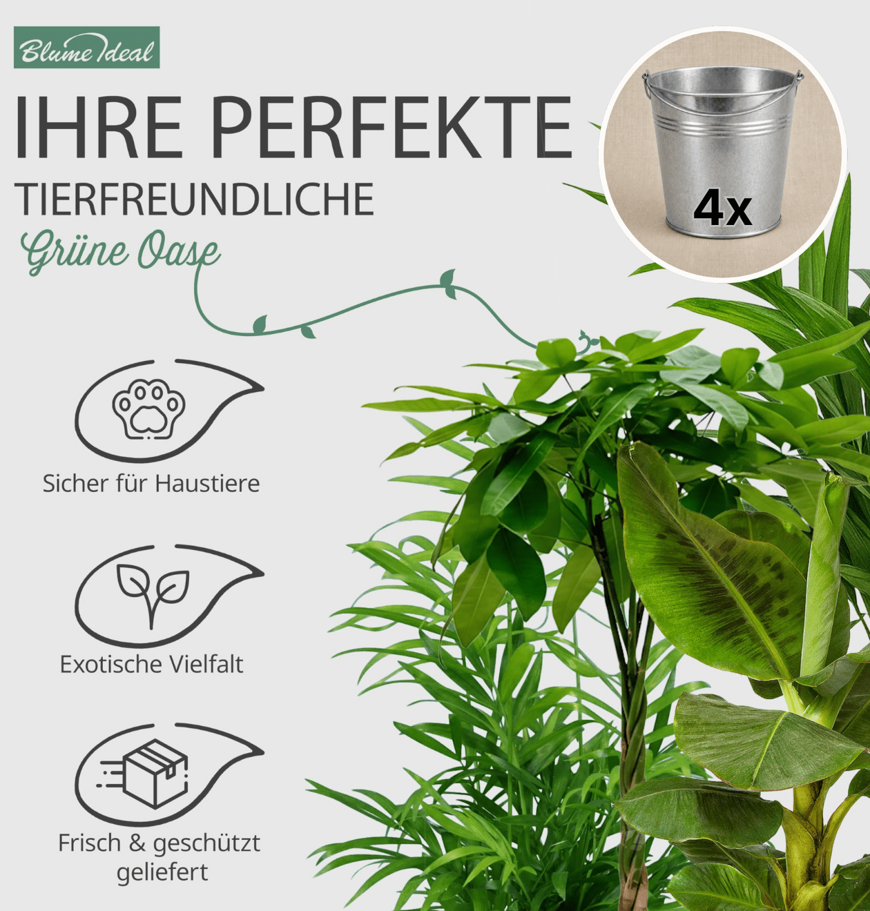 “Tierfreund” Pflanzen - Set + Zinktopf | 4er - Set | ca. 30 - 60 cm | Ø 12 - 15 cm Topf - Blume Ideal