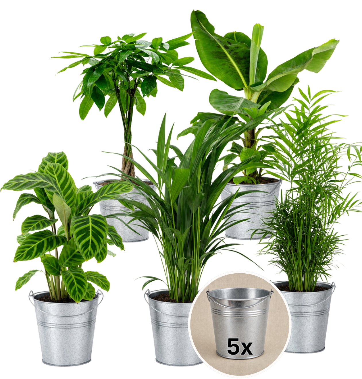 “Tierfreund” Pflanzen - Set + Zinktopf | 5er - Set | ca. 30 - 60 cm | Ø 12 - 15 cm Topf - Blume Ideal