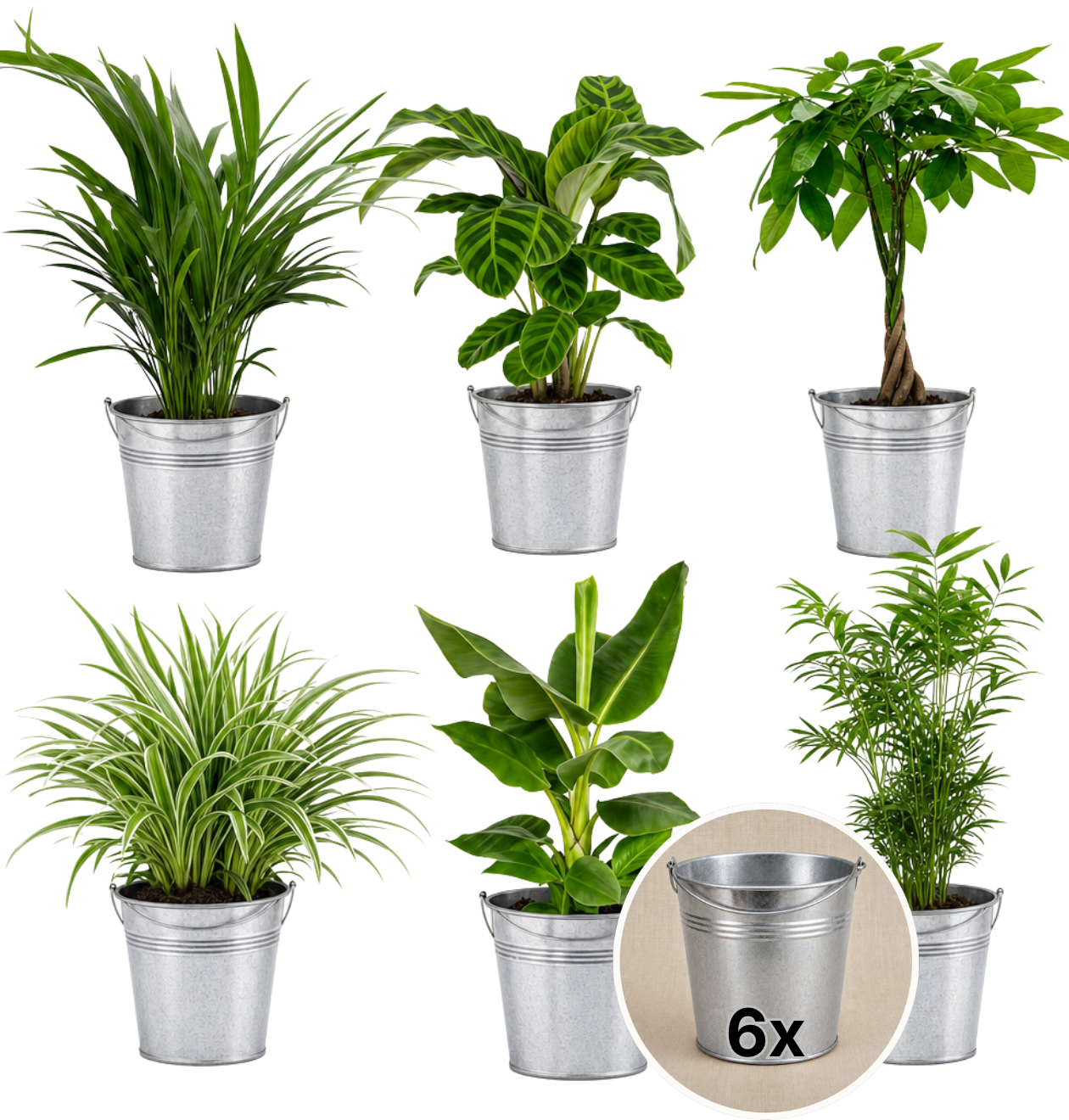 “Tierfreund” Pflanzen - Set + Zinktopf | 6er - Set | ca. 30 - 60 cm | Ø 12 - 15 cm Topf - Blume Ideal