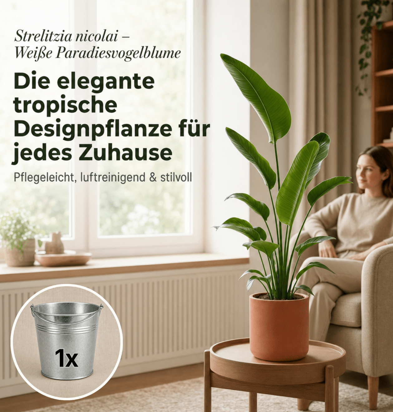 Weiße Paradiesvogelblume + 1x Zinktopf | Strelitzia Nicolai | ca. 45-55 cm | Ø 12-15 cm Topf - Blume Ideal