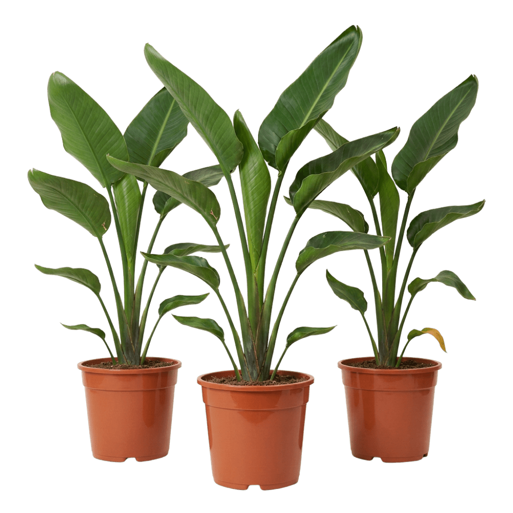 Weiße Paradiesvogelblume | Strelitzia Nicolai - Blume Ideal