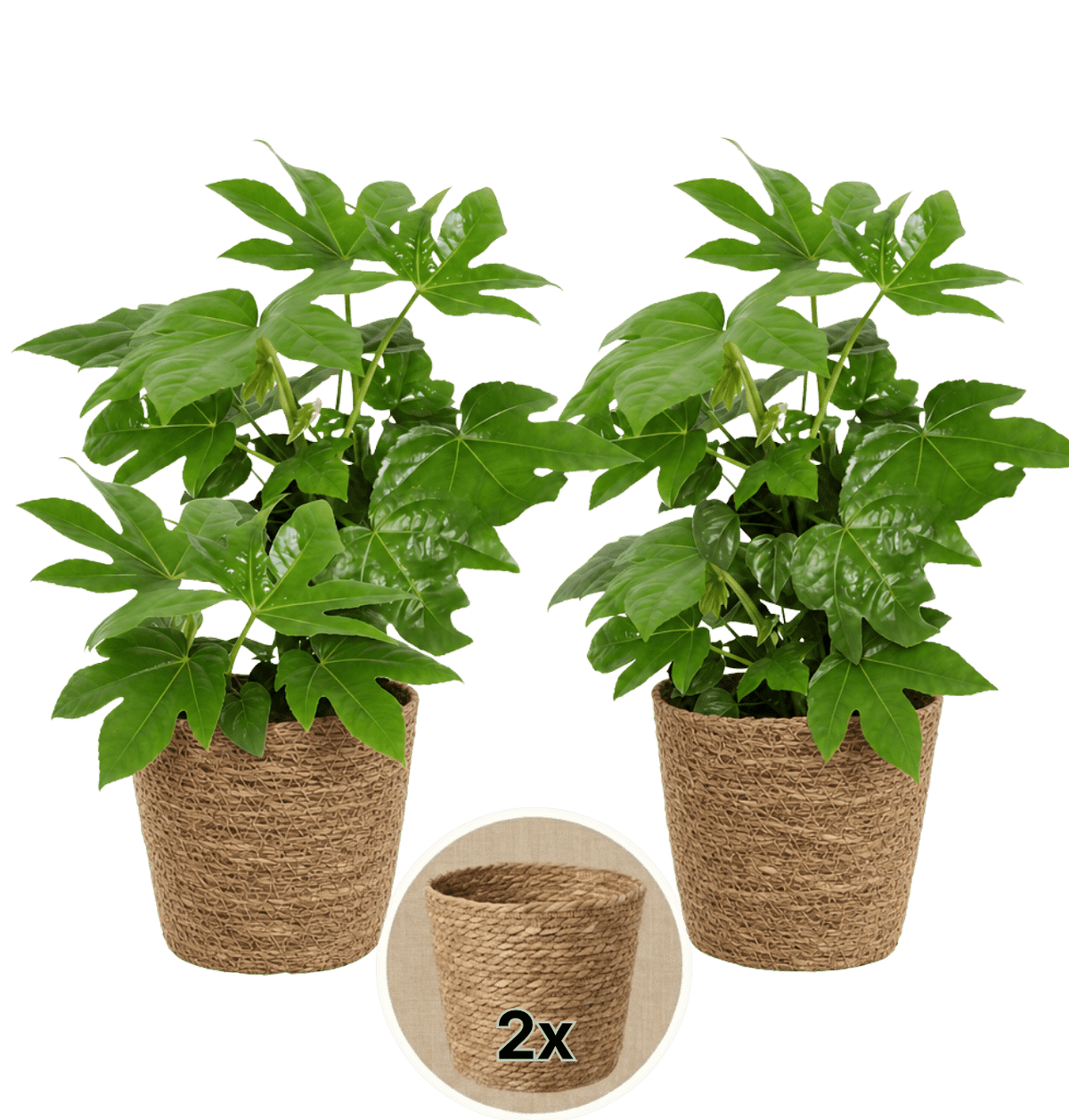 Zimmeraralie + 2x Seegraskorb | 2er-Set | Fatsia japonica | ca. 40-50 cm | Ø 12-15 cm Topf - Blume Ideal