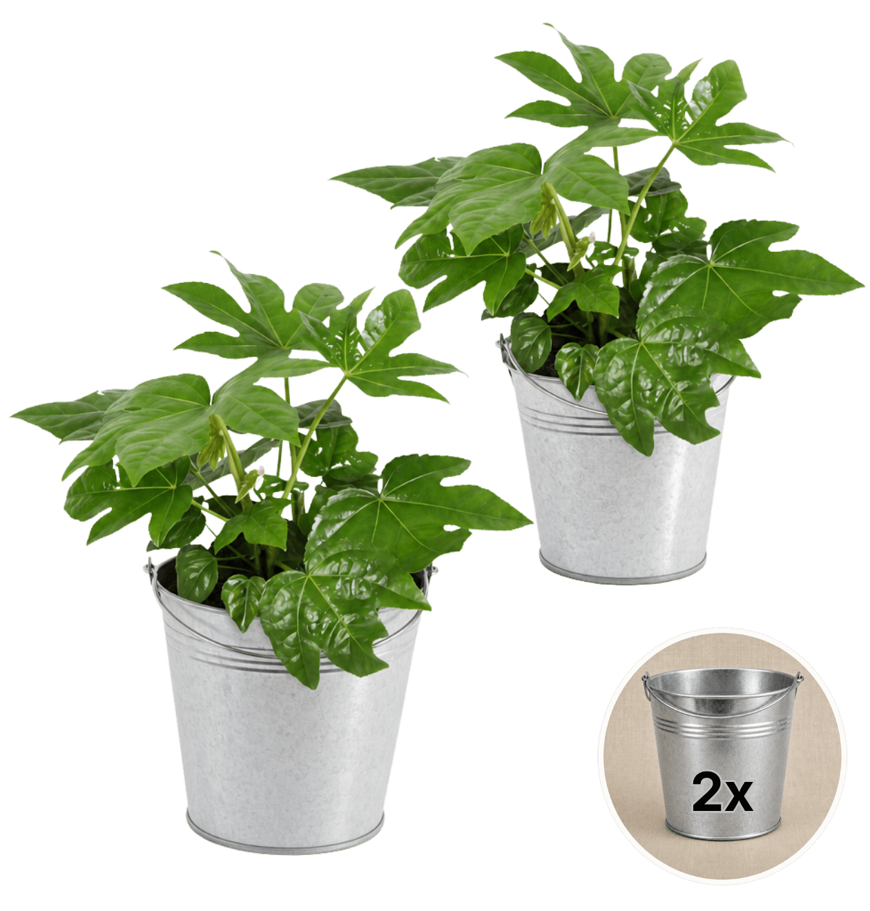Zimmeraralie + 2x Zinktopf | 2er-Set | Fatsia japonica | ca. 40-50 cm | Ø 12-15 cm Topf - Blume Ideal