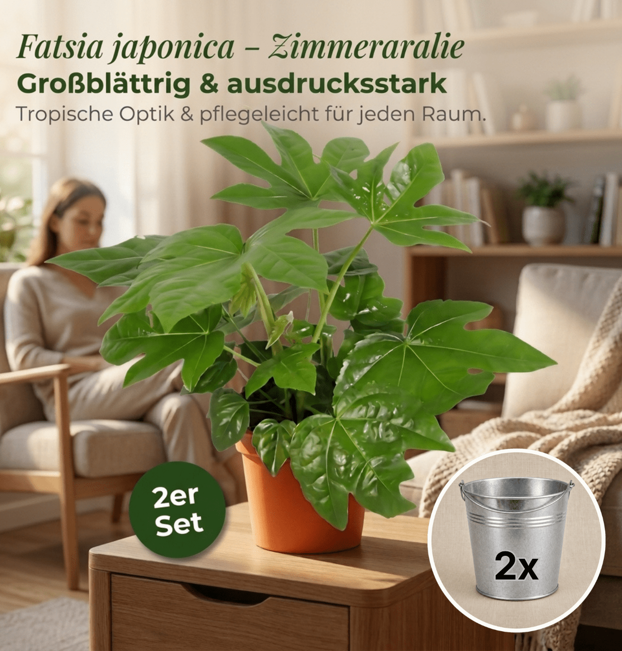 Zimmeraralie + 2x Zinktopf | 2er-Set | Fatsia japonica | ca. 40-50 cm | Ø 12-15 cm Topf - Blume Ideal