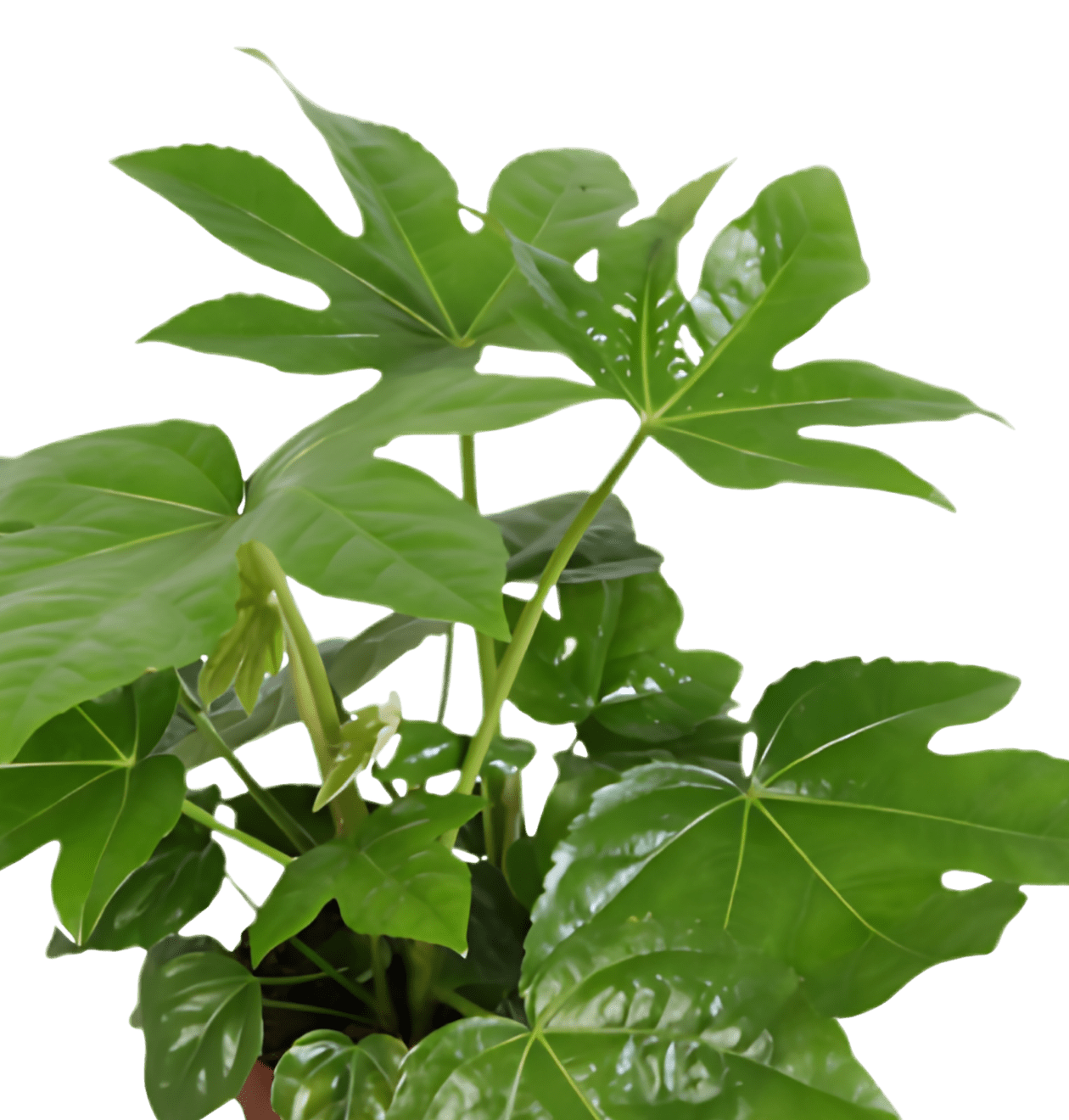 Zimmeraralie | 3er - Set | Fatsia japonica | ca. 40 - 50 cm | Ø 12 - 15 cm Topf - Blume Ideal