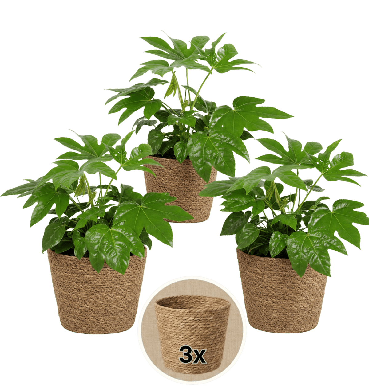 Zimmeraralie + 3x Seegraskorb | 3er-Set | Fatsia japonica | ca. 40-50 cm | Ø 12-15 cm Topf - Blume Ideal