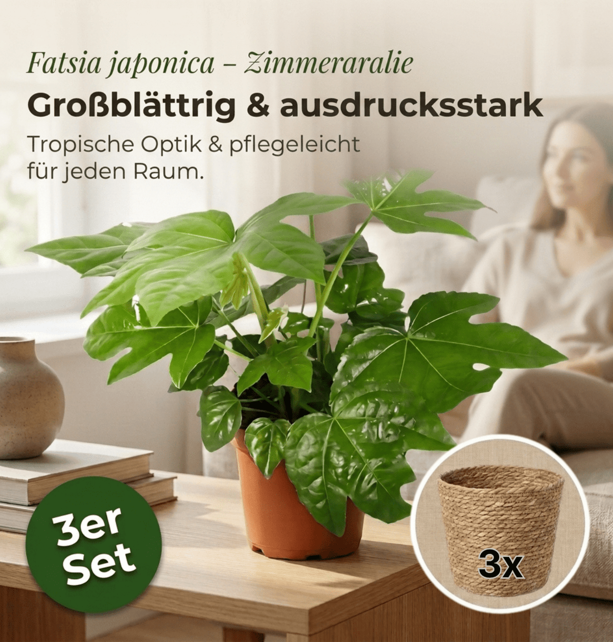Zimmeraralie + 3x Seegraskorb | 3er-Set | Fatsia japonica | ca. 40-50 cm | Ø 12-15 cm Topf - Blume Ideal
