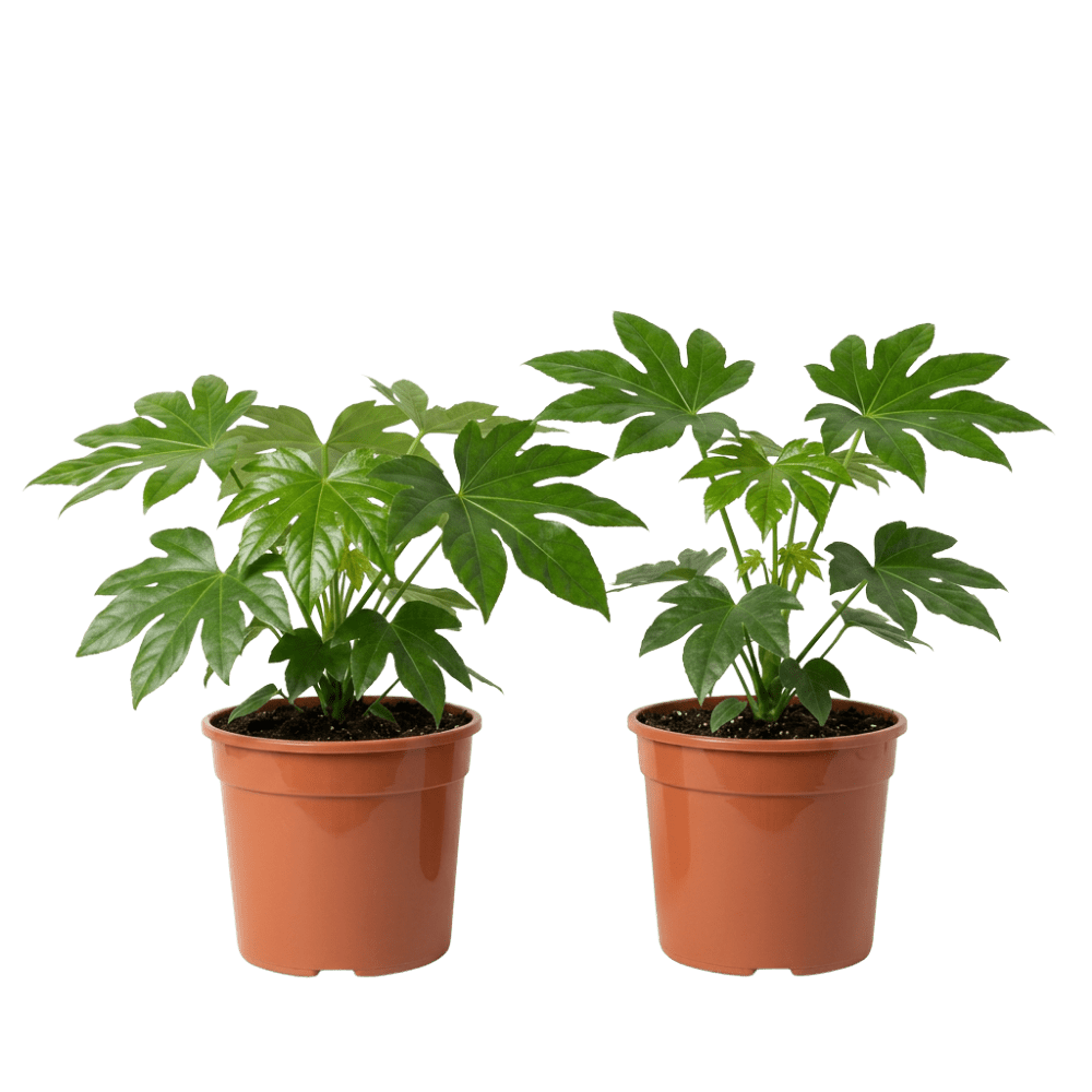 Zimmeraralie | Fatsia japonica - Blume Ideal