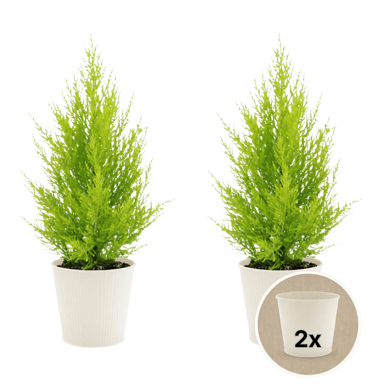 Zimmerzypresse + 2x Cremefarbener Zinktopf | 2er-Set | Goldcrest | ca. 40-50 cm | Ø 12-15 cm Topf - Blume Ideal