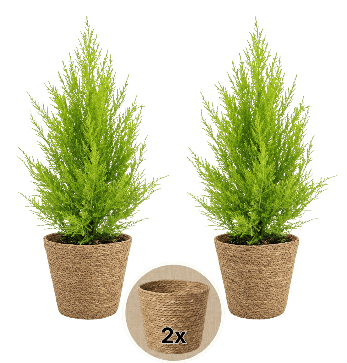 Zimmerzypresse + 2x Seegraskorb | 2er-Set | Goldcrest | ca. 40-50 cm | Ø 12-15 cm Topf - Blume Ideal