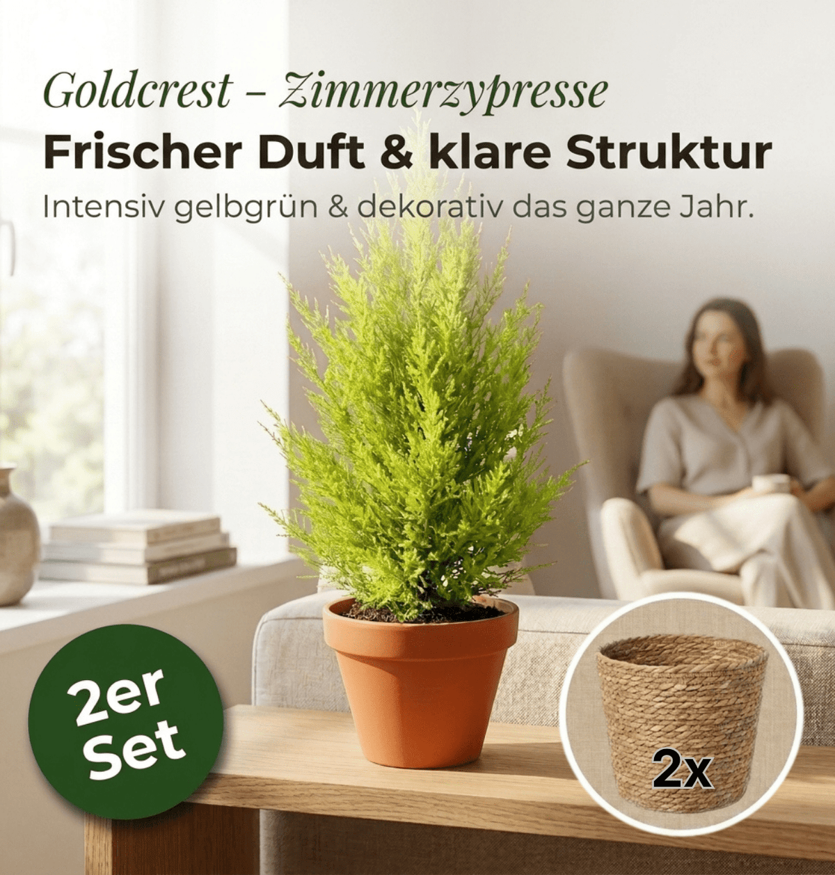 Zimmerzypresse + 2x Seegraskorb | 2er-Set | Goldcrest | ca. 40-50 cm | Ø 12-15 cm Topf - Blume Ideal