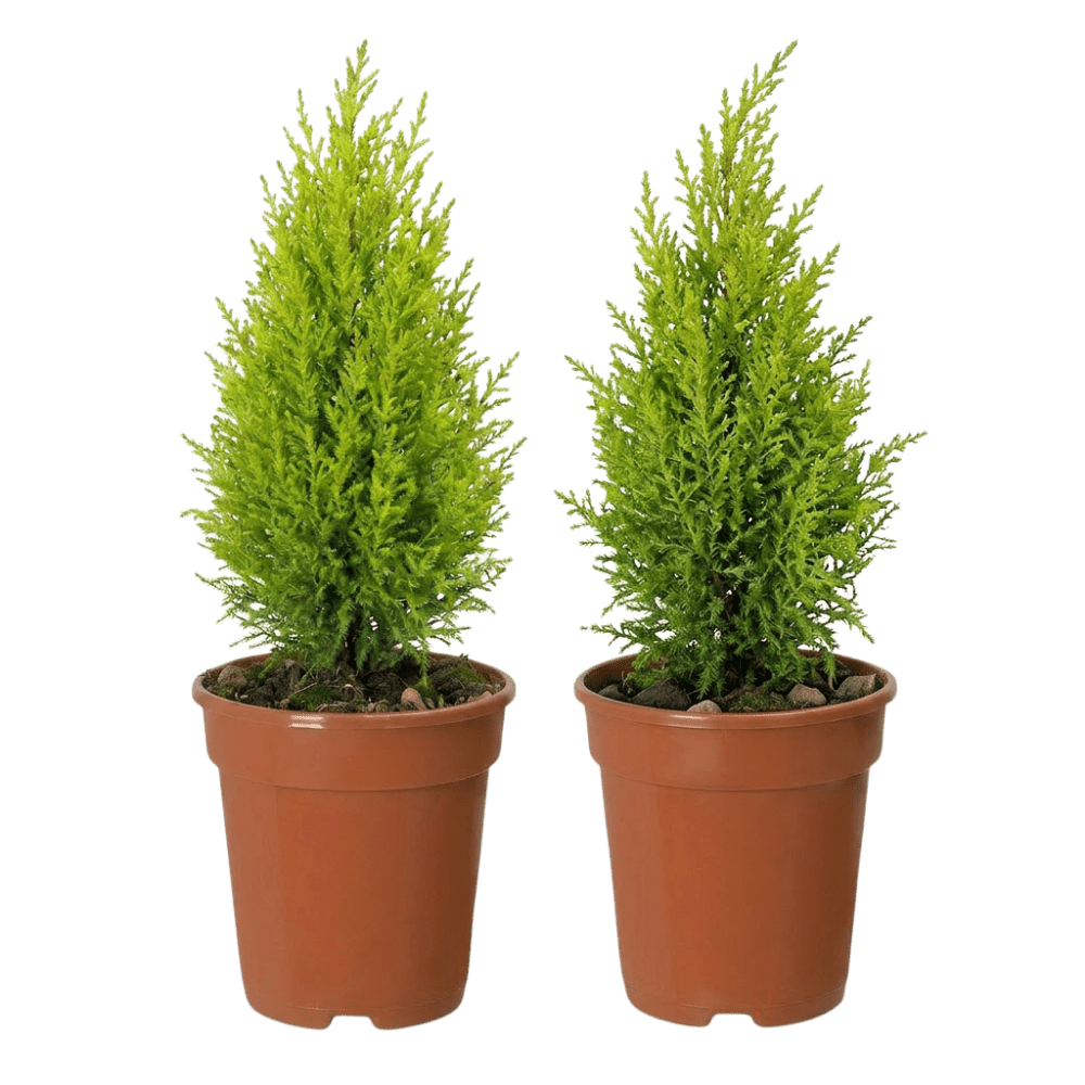 Zimmerzypresse | Goldcrest - Blume Ideal